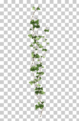 Vine Ivy Plant, vine, green leafed plant PNG clipart