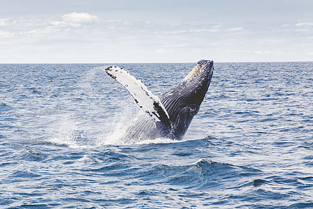 humpback whale in the ocean thumbnail