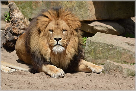 brown lion lying on brown soil during daytime thumbnail