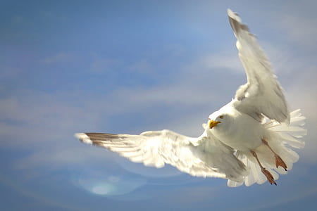 white bird flying at the sky thumbnail