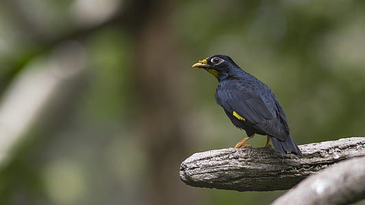 black bird perching on gray twig thumbnail