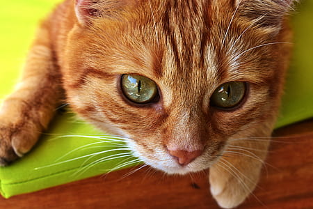 closeup photo of orange tabby cat thumbnail