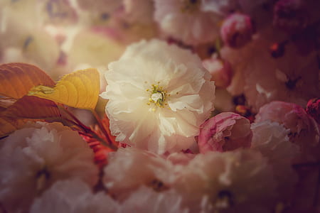 white and pink flowers thumbnail