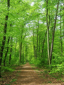 trail between green trees thumbnail