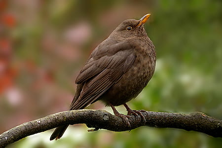 selective focus photography of brown bird perched on branch thumbnail