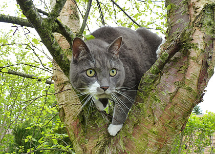 Cat, Adidas thumbnail