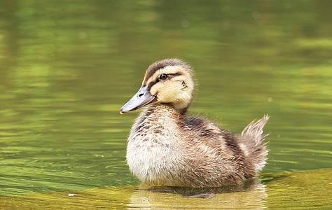 shallow focus photography of brown duckling on body of water thumbnail