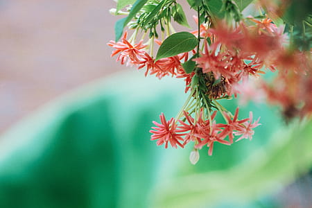 Pink Petaled Flower Selective Focus Photography thumbnail