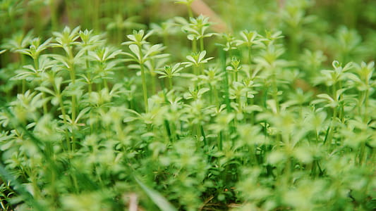 Green Leaf Plants thumbnail