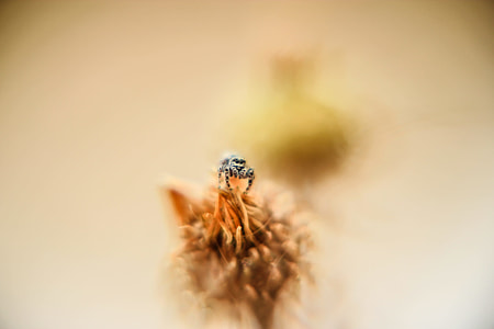 closeup photo of jumping spider thumbnail