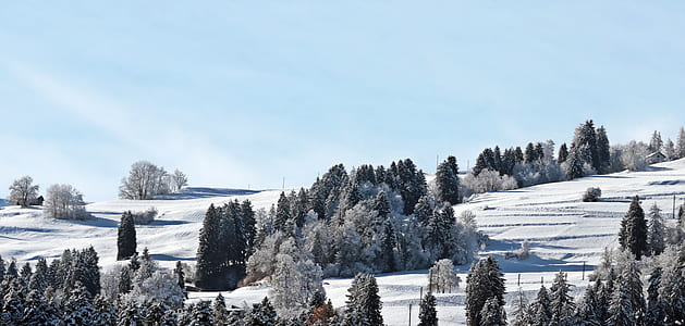 trees coated with snow thumbnail