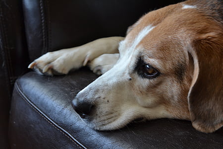 adult brown, black, and white beagle on sofa thumbnail