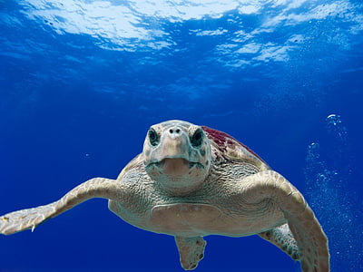 brown turtle thumbnail