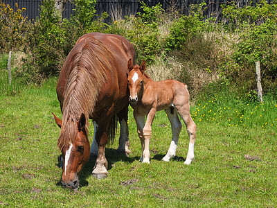 brown horse beside horse standing on green grass thumbnail