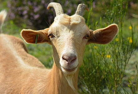 closeup photo of brown ram near plants thumbnail