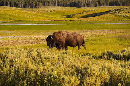 bison on green grass field thumbnail