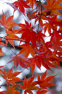 Brown Leaf in Tilt Shift Photograph thumbnail