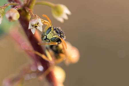 selective focus photography of yellow jacket bee thumbnail