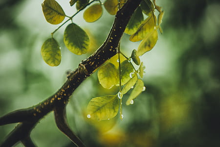 plant, leaves, tree, dew thumbnail