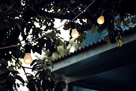 Shallow Focus Photography of String Lights on Tree thumbnail