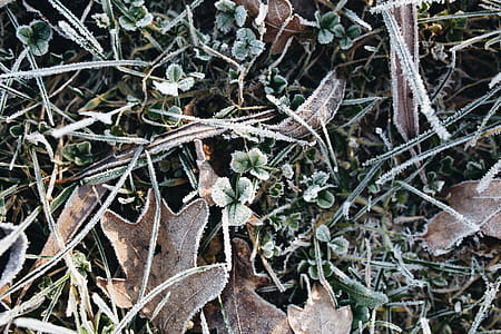 Frost covered grass in the morning thumbnail