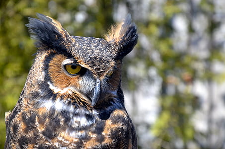 tortoiseshell owl thumbnail
