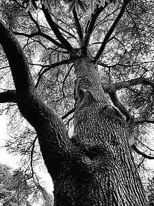 black-and-white, nature, branches, plant thumbnail