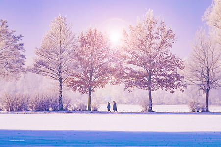 Trees by Lake Against Sky during Winter thumbnail