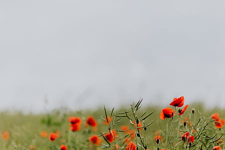 A field of Red Poppies thumbnail