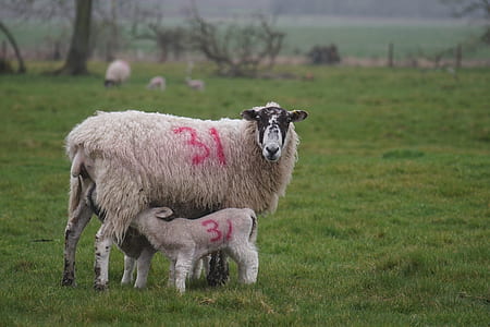white sheep and kid on farm thumbnail