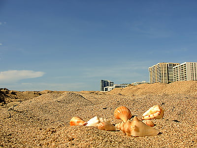 worm's-eye view photo of seashells on sand thumbnail