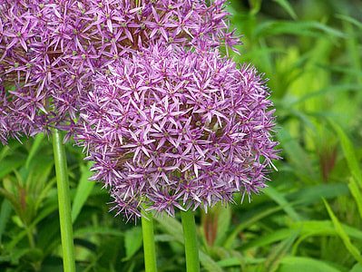 purple petaled flowers thumbnail