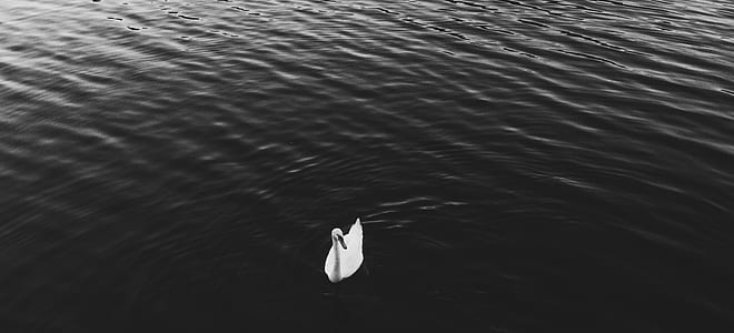 white swan swimming on calm water thumbnail