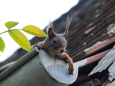 brown rodent on gutter thumbnail