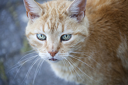 shallow focus photography of orange tabby cat thumbnail