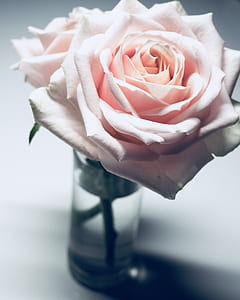 pink rose flower in clear glass vase thumbnail