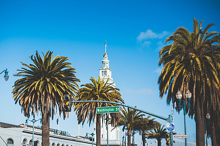 Washington Street Palms in San Francisco thumbnail