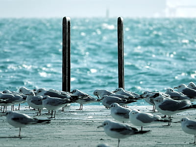 gray pelican on shoreline thumbnail