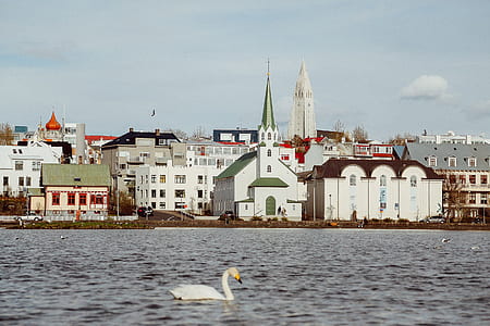swan in body of water during daytime thumbnail