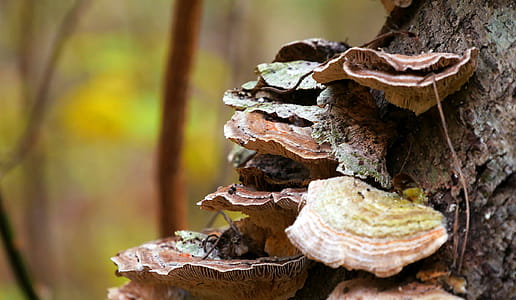 Fungi growing on bark of fallen tree in the forest. thumbnail