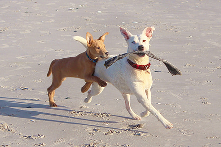 two short-coated tan and white dog walking on seashore thumbnail