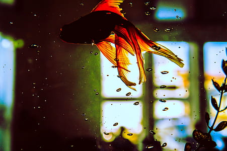 red and yellow fish thumbnail