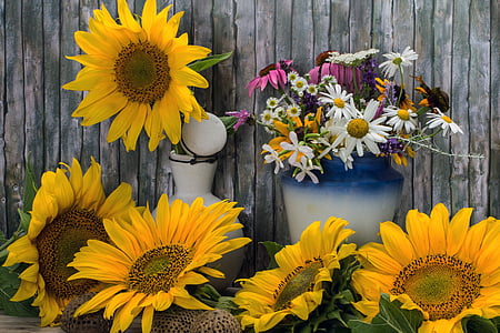 sunflower and daisy flowers thumbnail