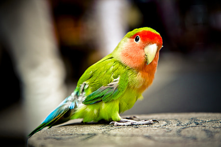 close photography of black and red pet bird thumbnail
