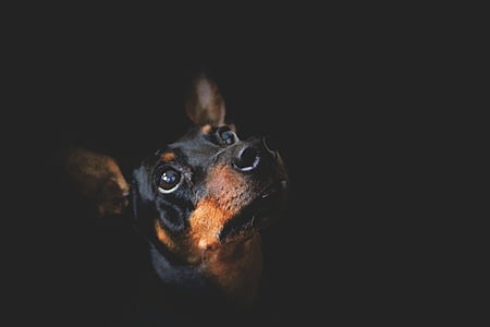 short-coated black and tan dog thumbnail