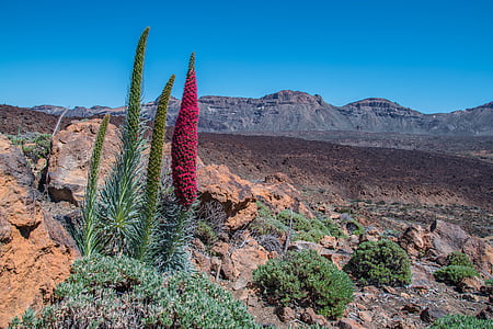 green plants on mountain during daytime thumbnail