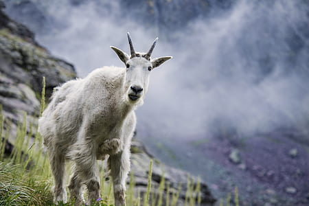 white goat thumbnail
