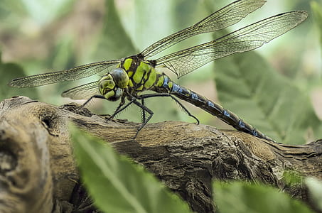 green and blue dragonfly perching on gray tree trunk in close-up photography thumbnail