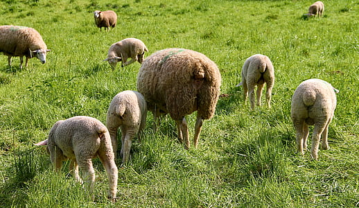 wildlife photography of sheeps thumbnail