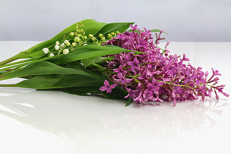 purple petaled flowers on white platform thumbnail